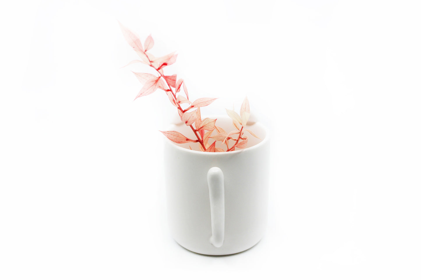 Meow - Wander Pots - Creature Cups