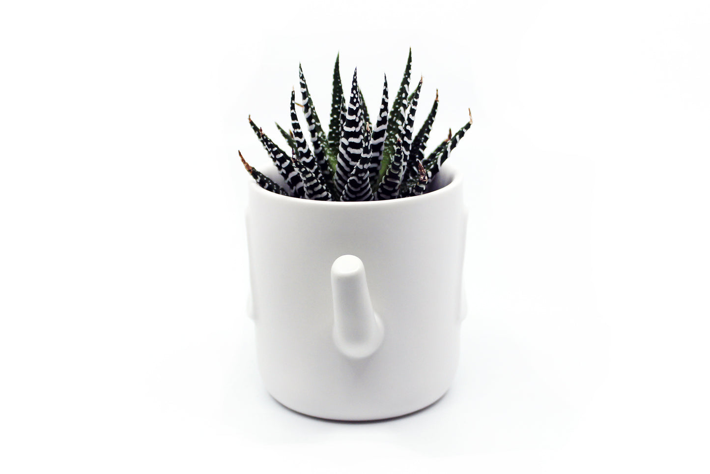 Safari - Wander Pots - Creature Cups