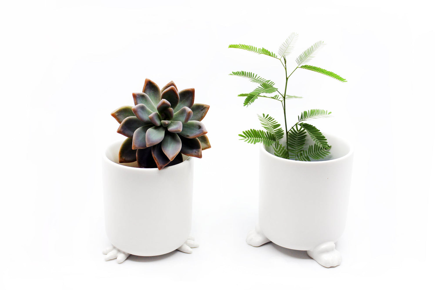 Animal feet Plant pots