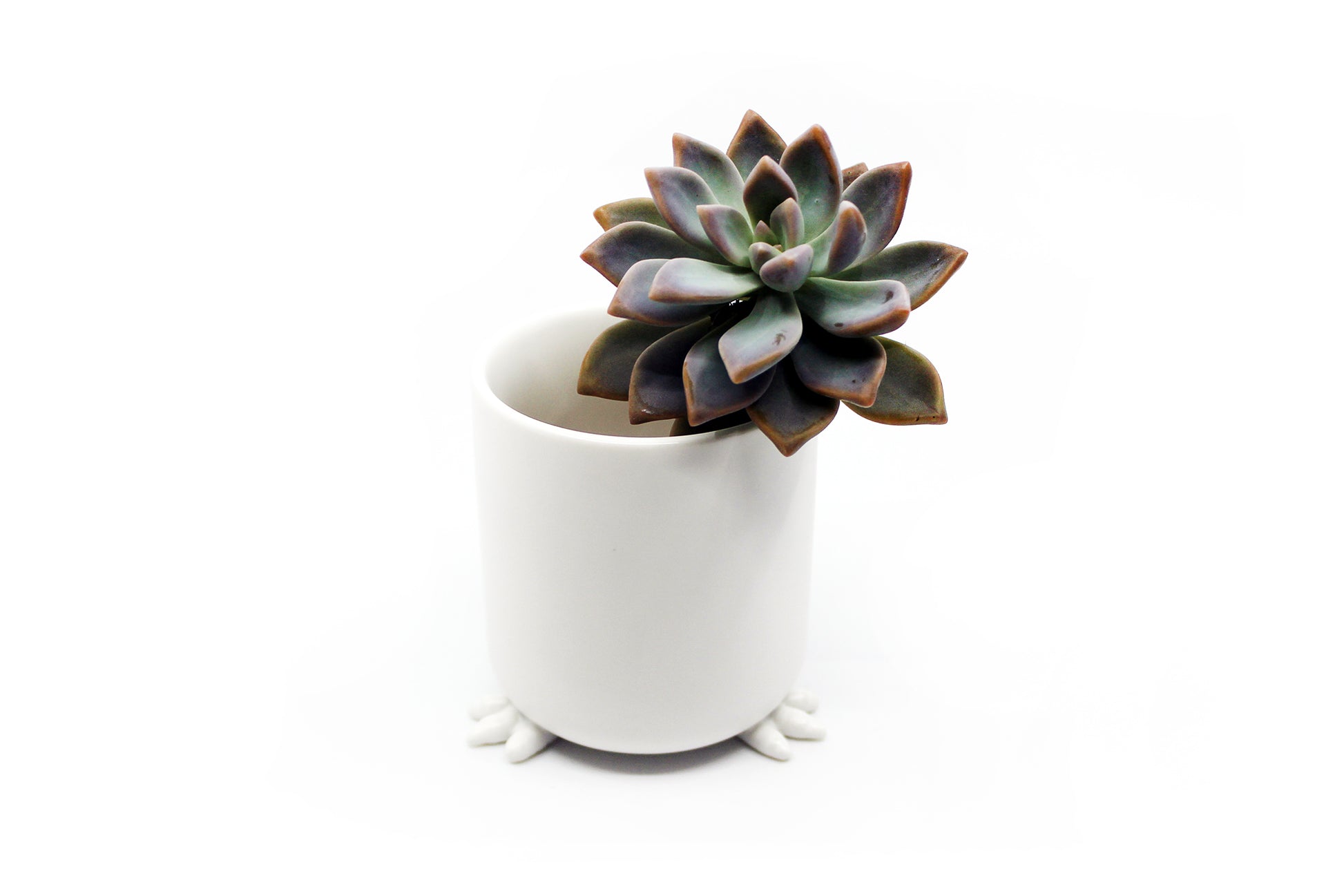 Nomad - Wander Pots - Creature Cups