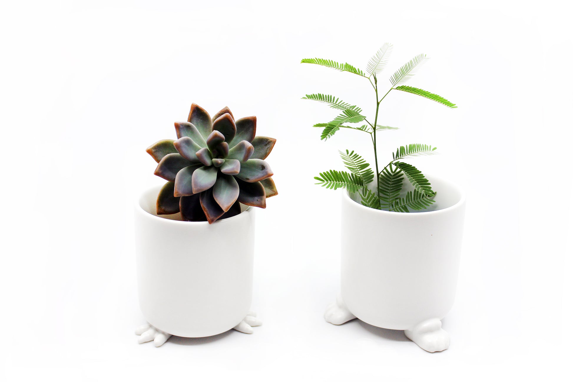 Nomad - Wander Pots - Creature Cups