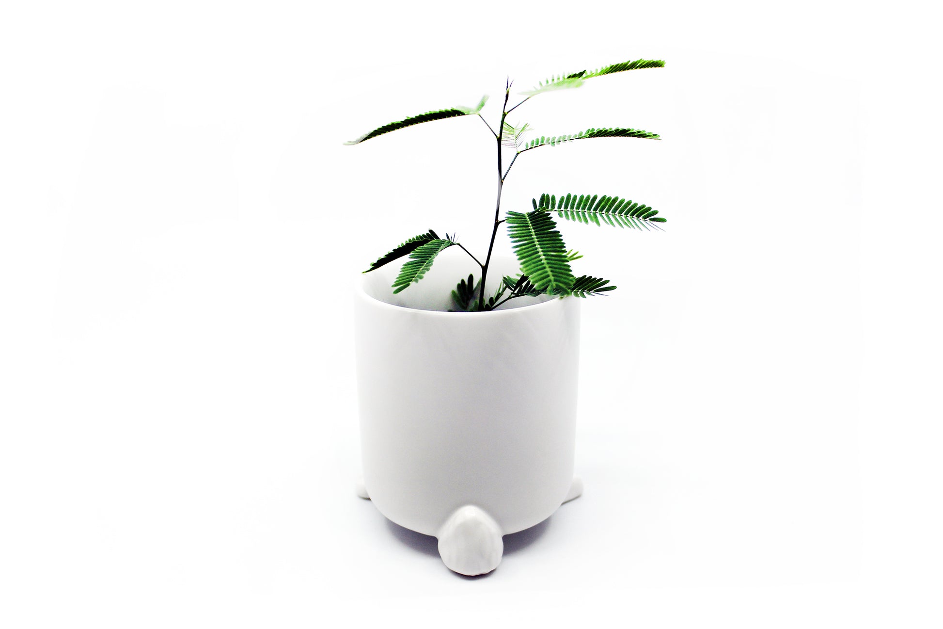 Nomad - Wander Pots - Creature Cups