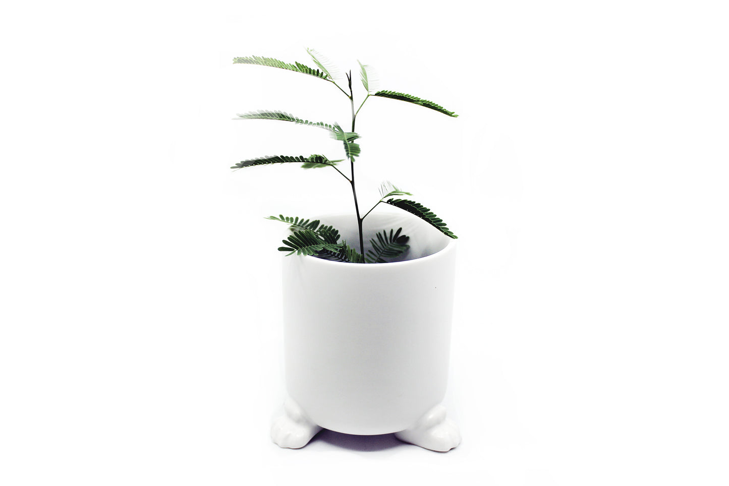 Nomad - Wander Pots - Creature Cups
