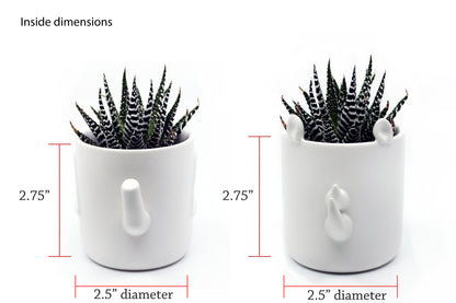 Safari - Wander Pots - Creature Cups