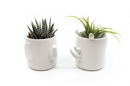 Safari - Wander Pots - Creature Cups