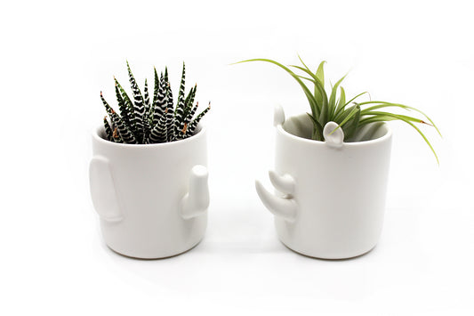 Safari - Wander Pots - Creature Cups
