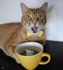 Cat (Yellow) - Creature Cups